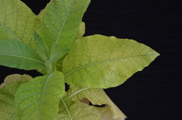 Figure 5. Advanced Mg deficiency.