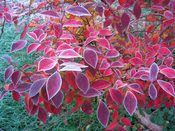 fall color