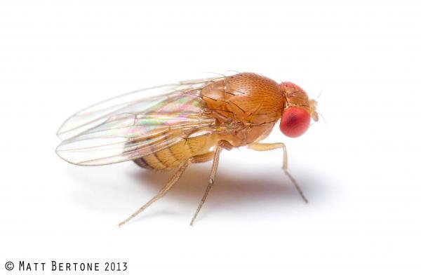 female SWD