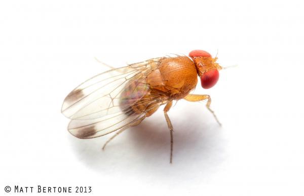 male SWD
