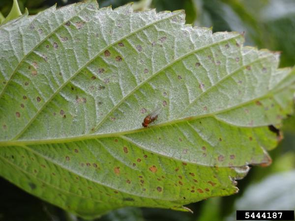 adult spotted wing drosophilla on leaf