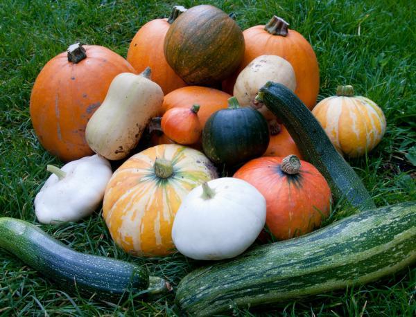 Thumbnail image for 16. Vegetable Gardening