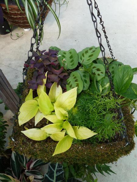 Thumbnail image for 18. Plants Grown in Containers