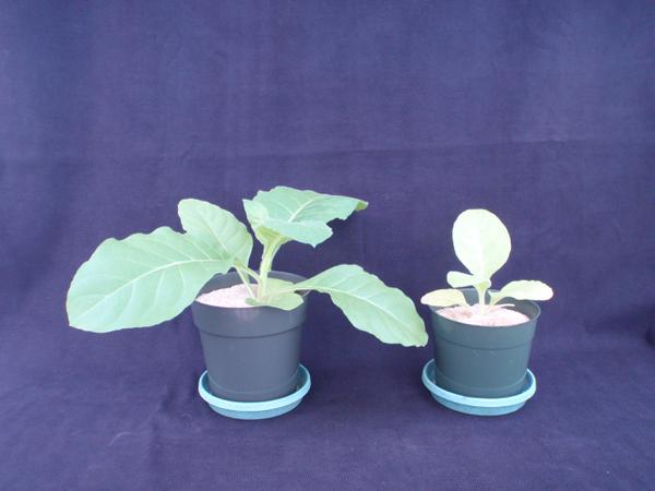 Thumbnail image for Tobacco - Nitrogen (N) Deficiency