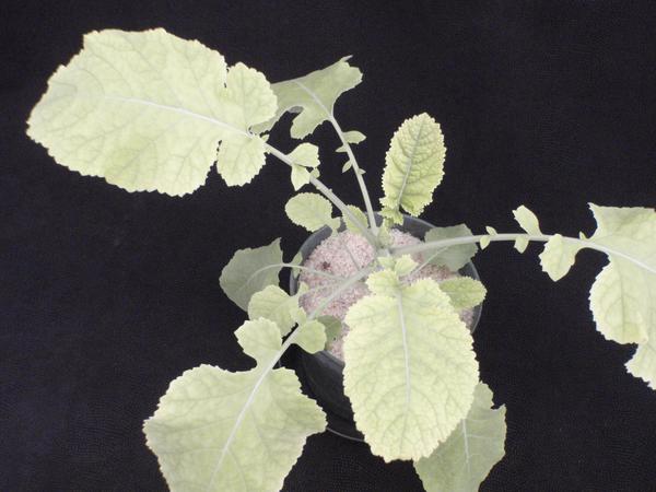 Thumbnail image for Iron (Fe) Deficiency of Carinata