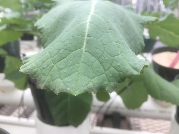 Photo of plant with zinc deficiency