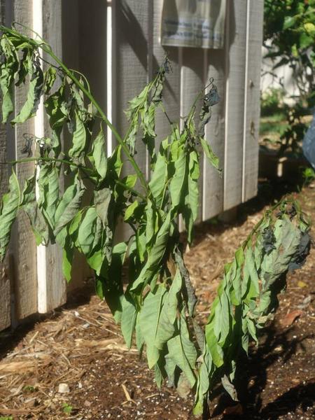 wilted plant
