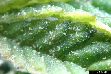 Thumbnail image for Hemp Russet Mite in Industrial Hemp