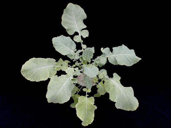 Photo of new growth with iron chlorosis