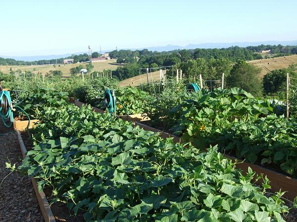 Thumbnail image for Growing Food