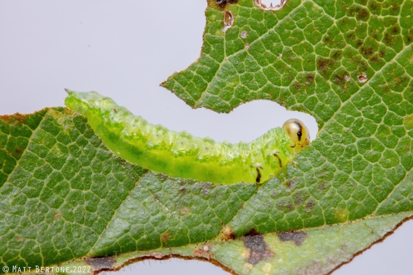 Thumbnail image for Elm Zigzag Sawfly
