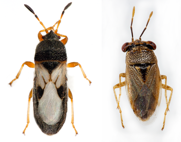 Thumbnail image for Chinch Bugs in Turf
