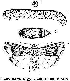 Thumbnail image for Black Cutworm in Soybean
