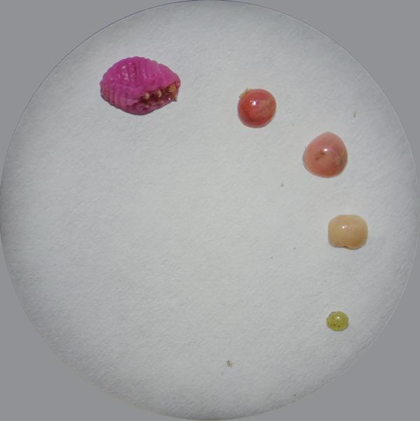 Thumbnail image for Ground Pearls in Turf