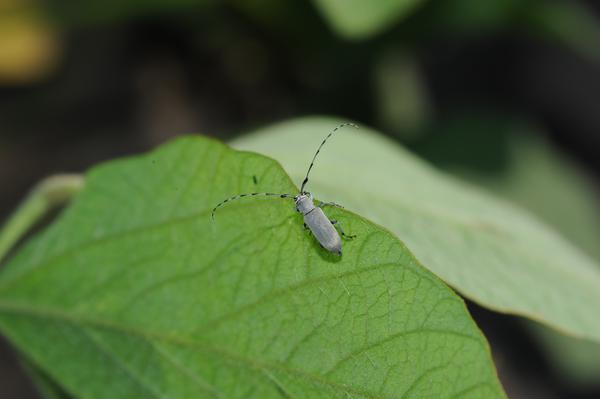 Thumbnail image for Dectes Stem Borer in Soybean