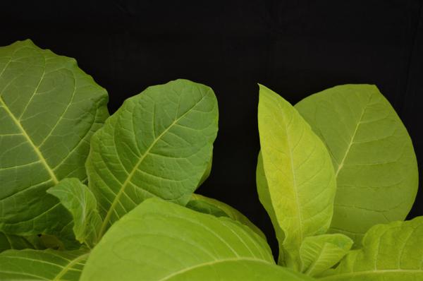 Thumbnail image for Tobacco - Manganese (Mn) Deficiency
