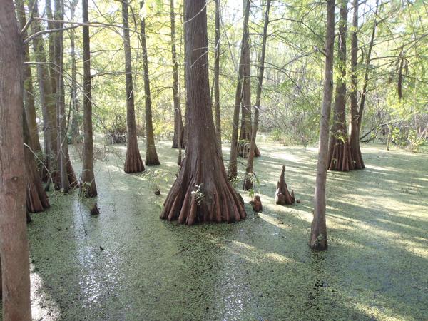Thumbnail image for Natural and Constructed Wetlands in North Carolina: An Overview for Citizens