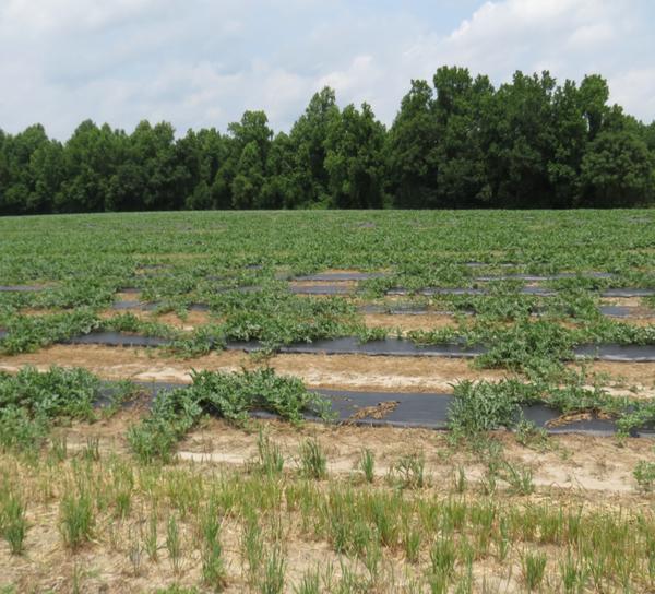 Marchitez de Fusarium es una enfermedad que se distribuye en for