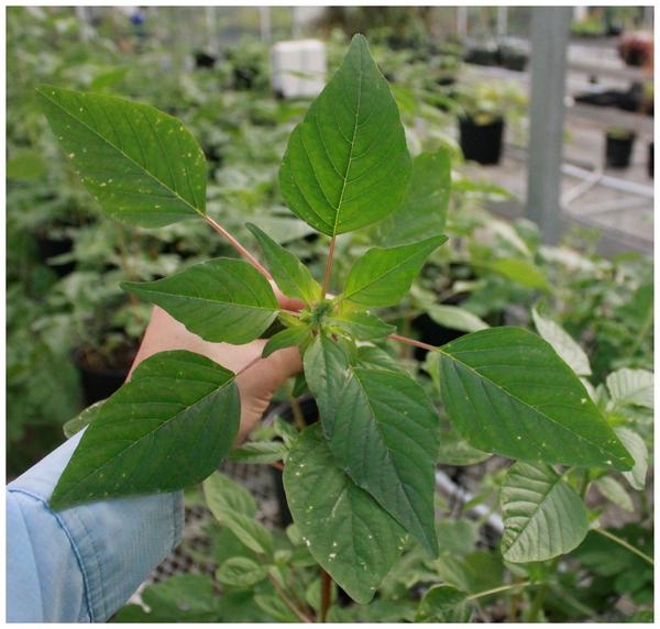 Thumbnail image for Weed Control in Watermelon