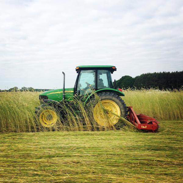 Thumbnail image for Managing Cereal Rye for Benefits in Cotton and Soybeans