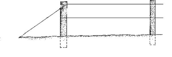 Illustration of trellis system for blackberries.