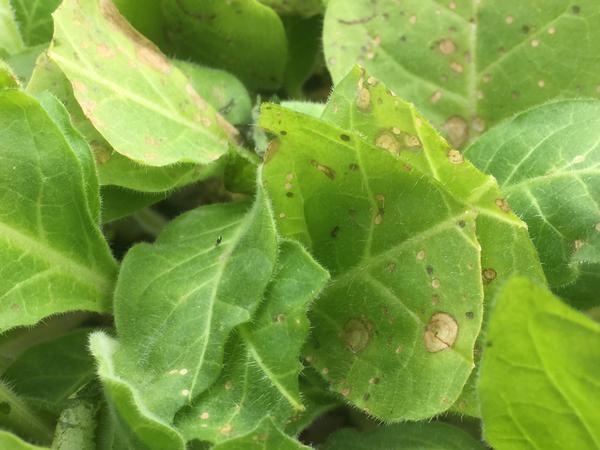 Photo showing brown discoloration on a seedling leaf