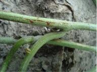 Thumbnail image for Gummy Stem Blight of Cucurbits