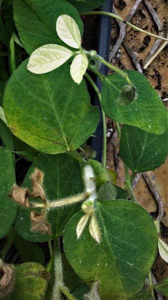 Post emergence HPPD-inhibiting herbicide injury