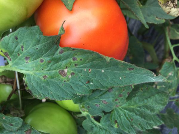 Thumbnail image for Early Blight of Tomato