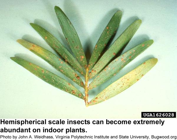 Infested plants