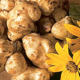 Thumbnail image for Growing Jerusalem Artichokes