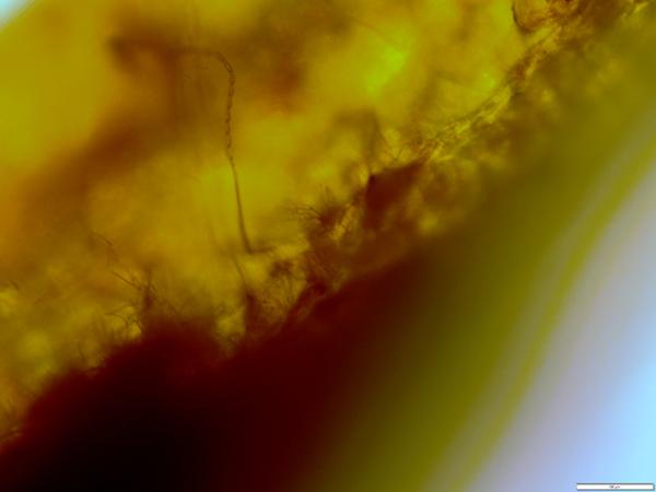 Thumbnail image for Sweetpotato Scurf