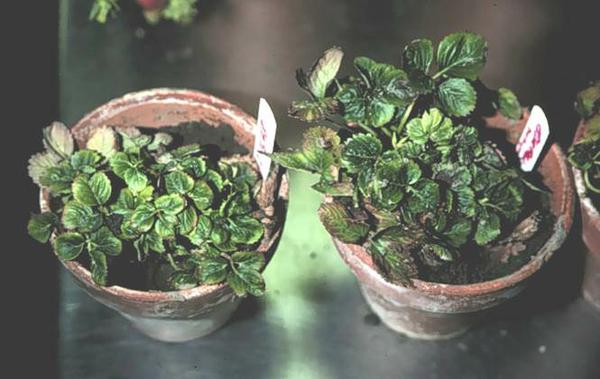 Phytoplasma in pots