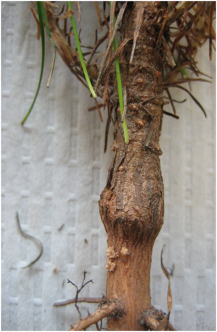 Thumbnail image for Root Inhibitors