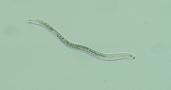 Thumbnail image for Lesion Nematode in Soybean