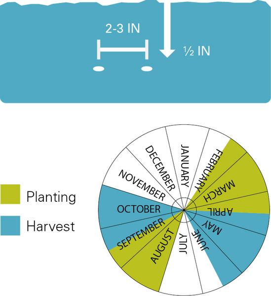 Planting depth and spacing, planting dates and harvest dates for radishes.