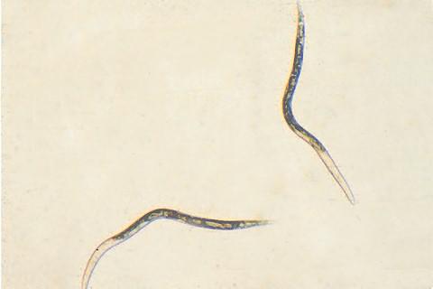 Thumbnail image for Root-Knot Nematode of Tomato