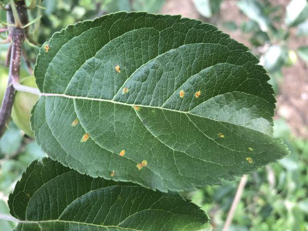 Thumbnail image for Cedar Apple Rust