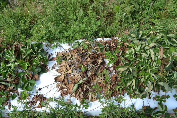 Thumbnail image for Southern Stem Blight of Strawberry