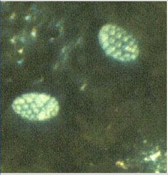 Thumbnail image for Cyclamen Mite and Broad Mite in Ornamental Plants
