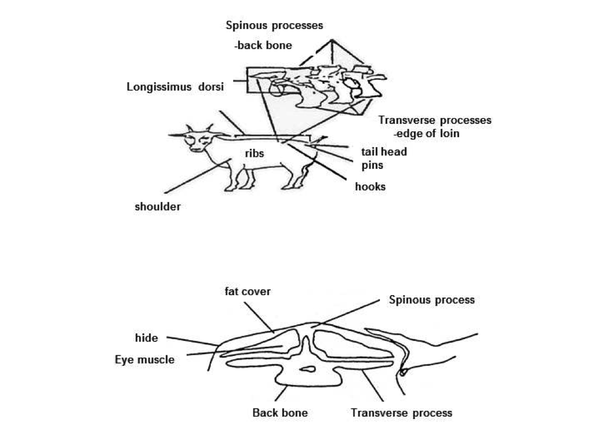 Thumbnail image for Monitoring the Body Condition of Meat Goats: A Key to Successful Management