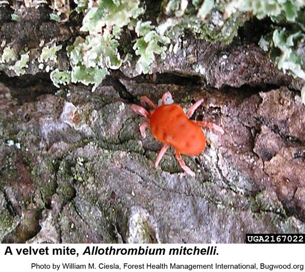 Thumbnail image for Velvet Mites, Brick Mites or Patio Mites