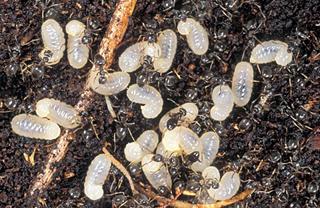 Ant brood.