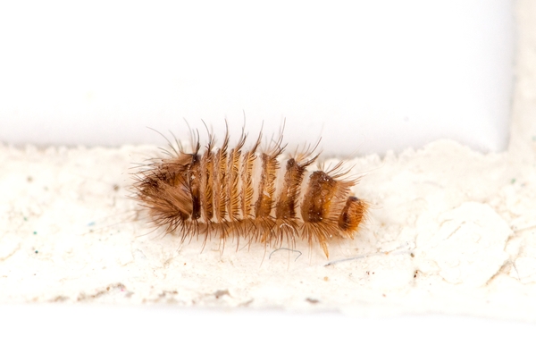 Carpet Beetle Larva