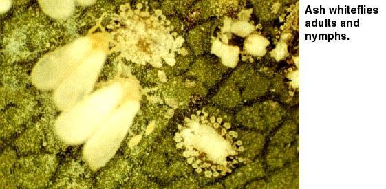 Thumbnail image for Ash Whitefly in North Carolina
