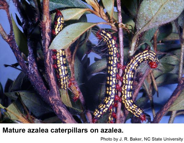 Thumbnail image for Arthropod Pests of Rhododendron