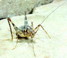 Thumbnail image for Camel Crickets