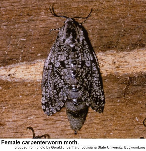 Thumbnail image for Carpenterworm