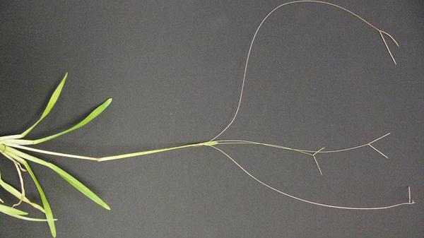 Thumbnail image for Carpetgrass
