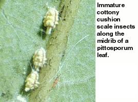 Thumbnail image for Cottony Cushion Scale